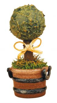 Hubrig Miniatur Buchsbaum 