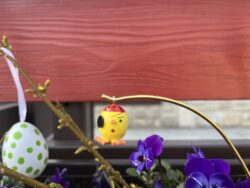 Steffi Walter Verrücktes Ei Pirat