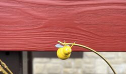 Steffi Walter Verrückte Kugelfigur Biene fliegend